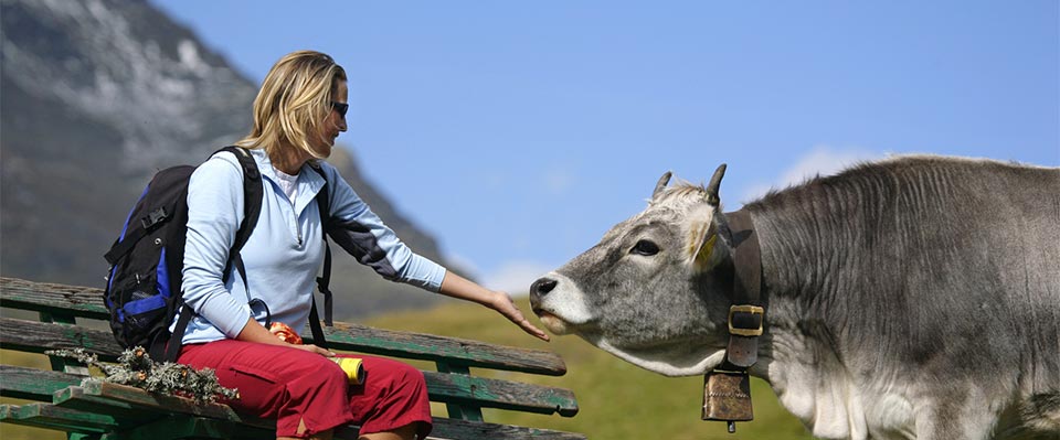 Una mucca vicino a una malga in Val Senales