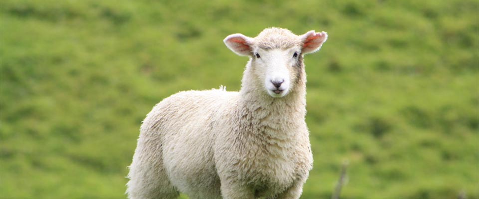 Pecore in transumanza in Val Senales